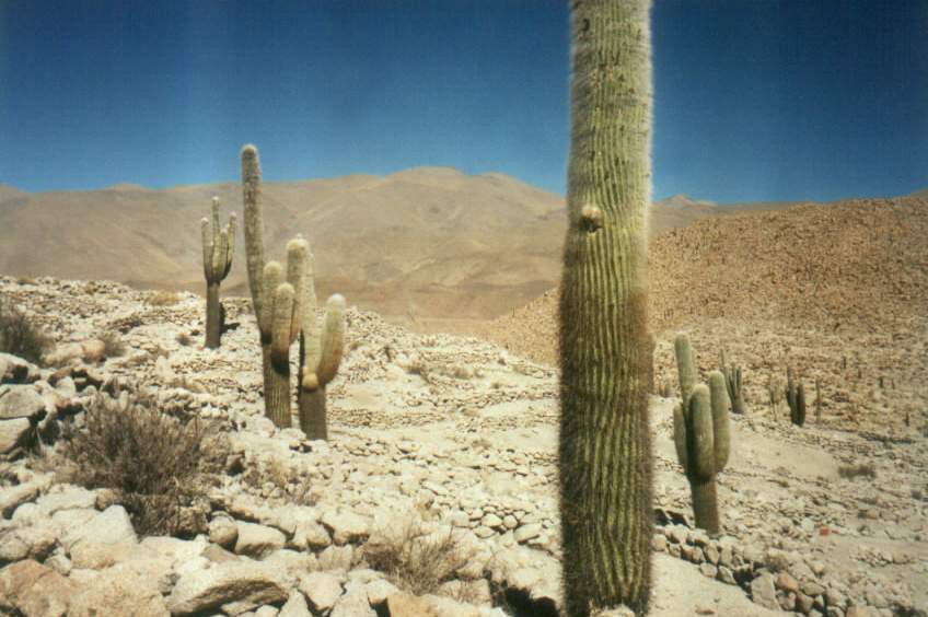 arcacti.jpg