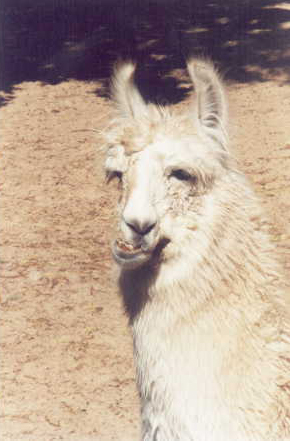 argllama.jpg