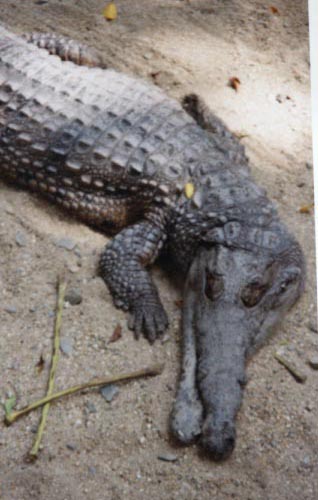 Croc