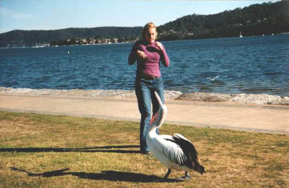 Pelican attack