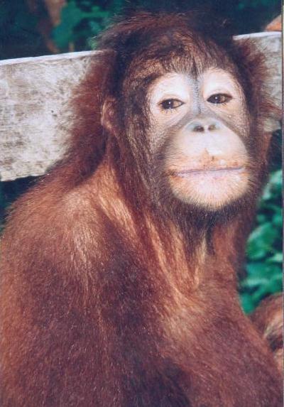 Orang Utang 1