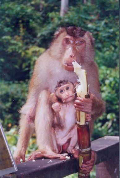 Monkey and baby