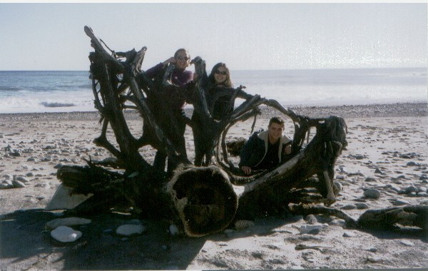 nz_beachtree.jpg