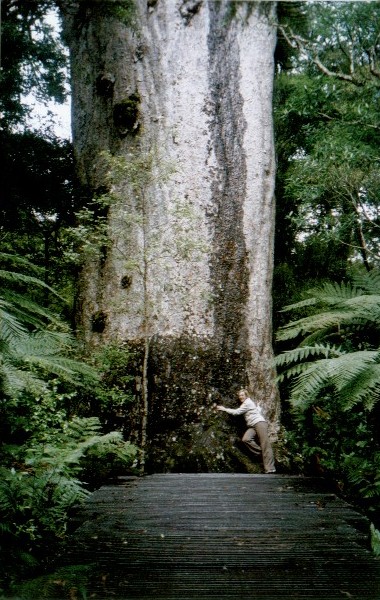 nz_bigtree.jpg