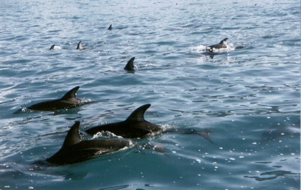 nz_dolphins.jpg