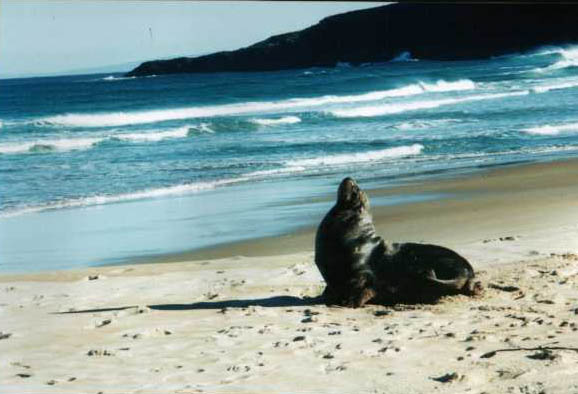 mad sealion