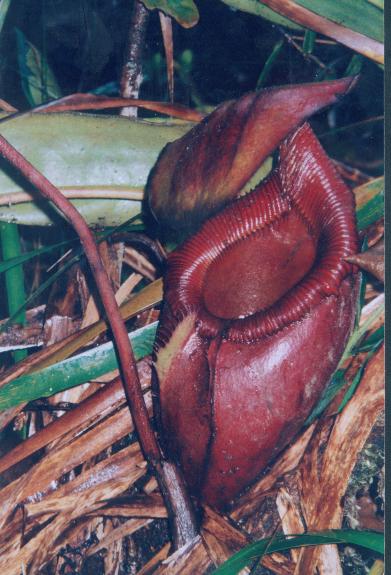 Pitcher Plant