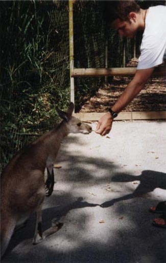 Kangaroo