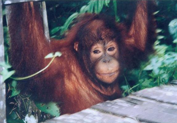 Hiding Orang Utan