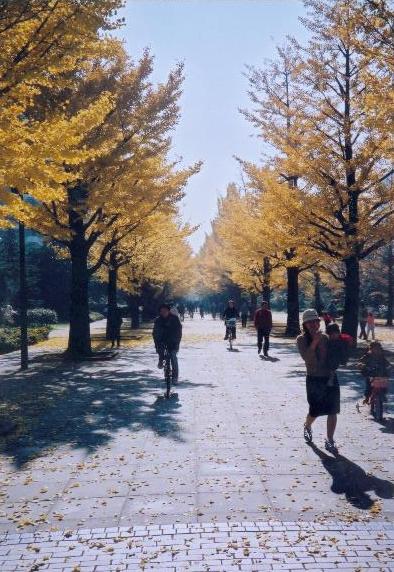 Japan in autumn
